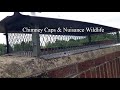 Chimney Caps &amp; Nuisance Wildlife | Good for Chimney &amp; Animals