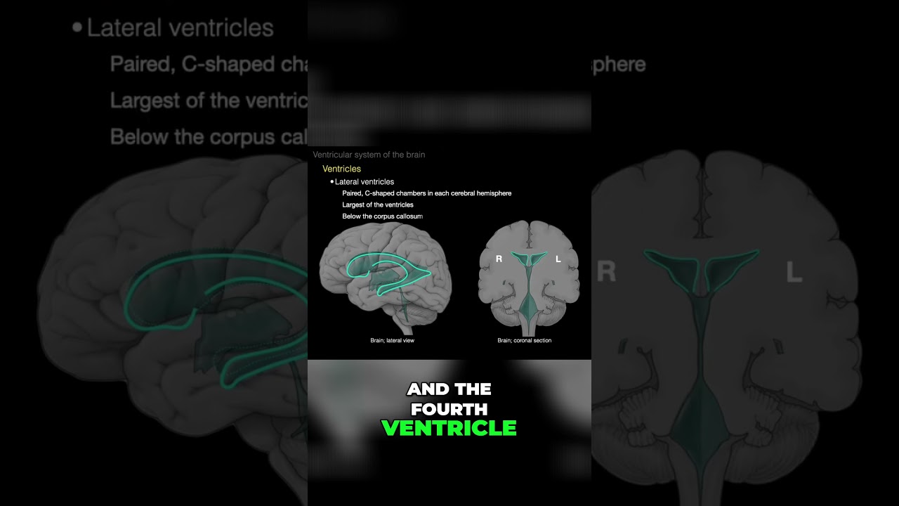 Ventricles Of The Brain Lateral View Sharedoc Brain Lateral Ventricles