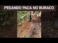 pegando paca no buraco e soltando no mato de novo