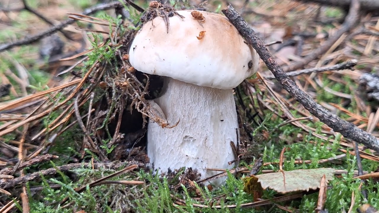 Piękne i grube borowiki rosną w lesie jeden przy drugim! Kosz pełny! grzyby 2025 (październik 2025)