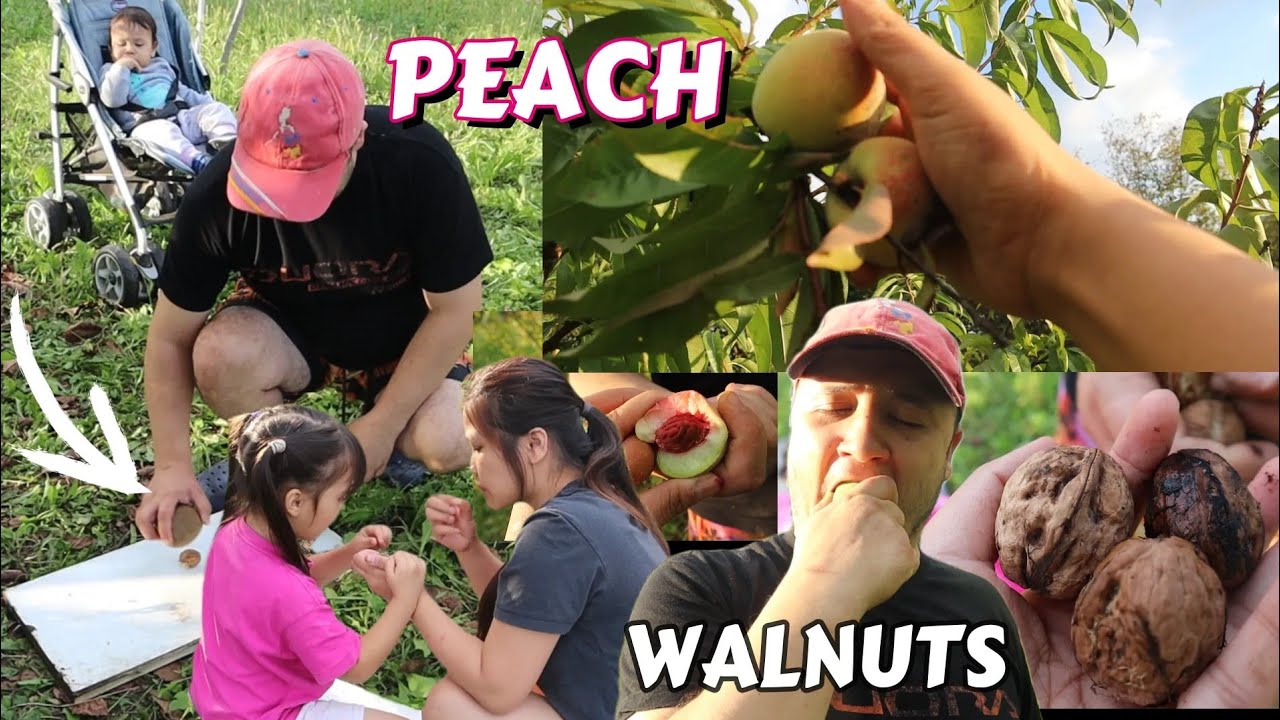 Давайте собирать грецкие орехи и персики в саду, они слишком дорогие, чтобы их покупать.