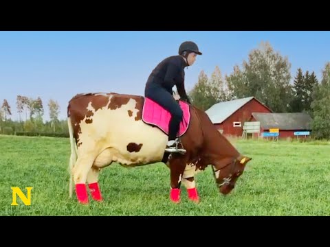 Meet Jonna - The woman who rides a COW instead of a horse!