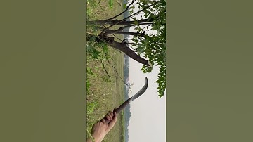 Tôi làm con dao quắm phát rẫy bằng thép vòng bi tàu thủy chặt cây như chặt chuối vậy thật hiếm có