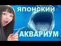 ЯПОНСКИЙ АКВАРИУМ С АКУЛАМИ. пальцы не совать