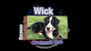 Wick's 15 Day Transformation | Bernese Mountain Dog