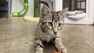 Nearly 300 Medicine Hat Pets Find a Forever Home | Rogers tv
