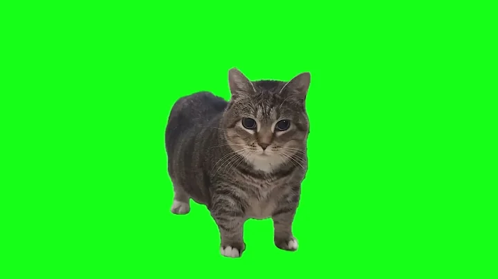 OIIAOIIA CAT Meme Green Screen OIIAOIIA CAT YouTube 1080p #catmeme #oiiaoiia #cats #meme #fyp