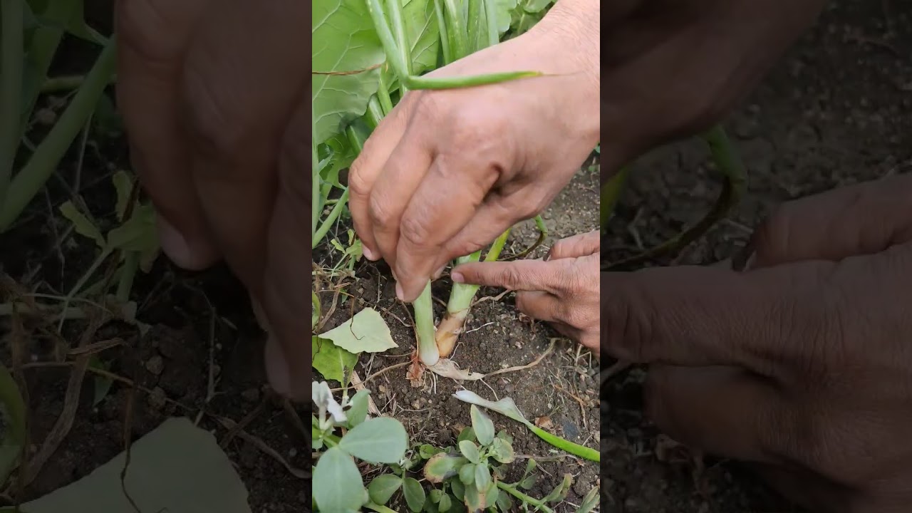 Onion bulb - underground stem modification #governmentschool #biology #neet #gk#upsc