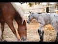 Rare Horse Is Born In America. Wait Until You See What Both Her And Her Half-Brother Look Like
