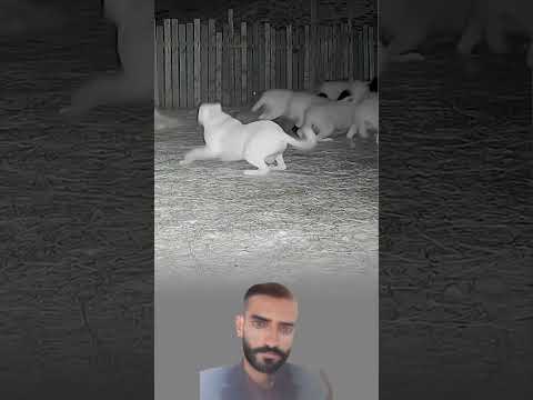 تحت صوف الخروف كان قلب كلب يعرف أن الحيلة أحيان ا أبلغ من القوة 