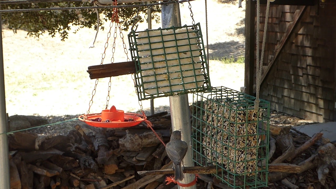 California Mountain Songbird Bird Feeders Nuttal S Woodpecker