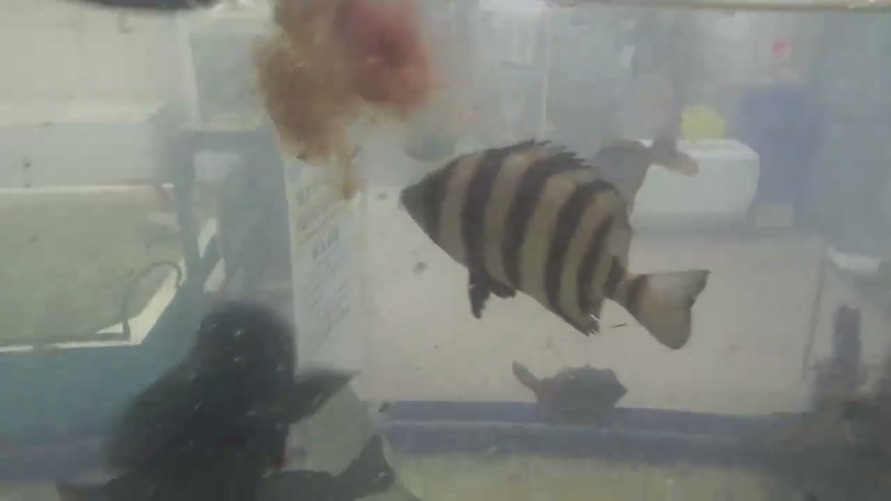 多数の海水魚を飼育展示しておりますが これらはすべて釣ってきたものばかり エサ取り 雑魚も増えますが 一般的に海水温度が上昇すると 魚の活性が高くなり 釣りやすくなります Youtube
