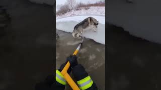 Firefighters Pull a Husky From Icy Water | Bodycam Rescue🐾🚒💔🥺 #firerescue #rescue #firemen #husky
