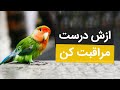 نکات مهم مراقبت از طوطی برزیلی کوتوله 
