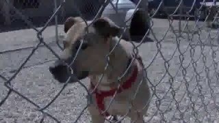 Katrina Dog- Pheonix Pitbull