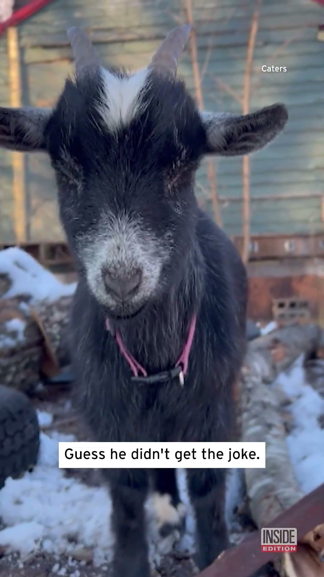 Goat Thinks It's Hilarious #shorts