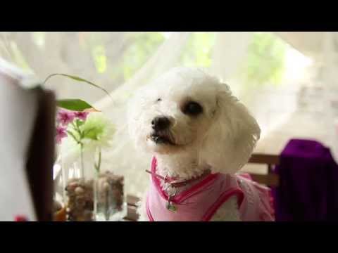 You Must Love Dogs Dating - Dating Tips - Build Your Best Online Dating Profile - from YouTube · Duration: 1 minutes 31 seconds You Must Love Dogs Dating - Dating Tips - Build Your Best Online Dating Profile - from YouTube · Duration: 1 minutes 31 seconds
