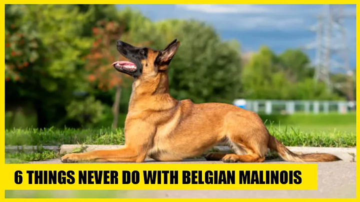 5 Things Never Do with Belgian Malinois / Belgian Malinois dog