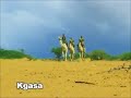 Culture Spears- Kgasa