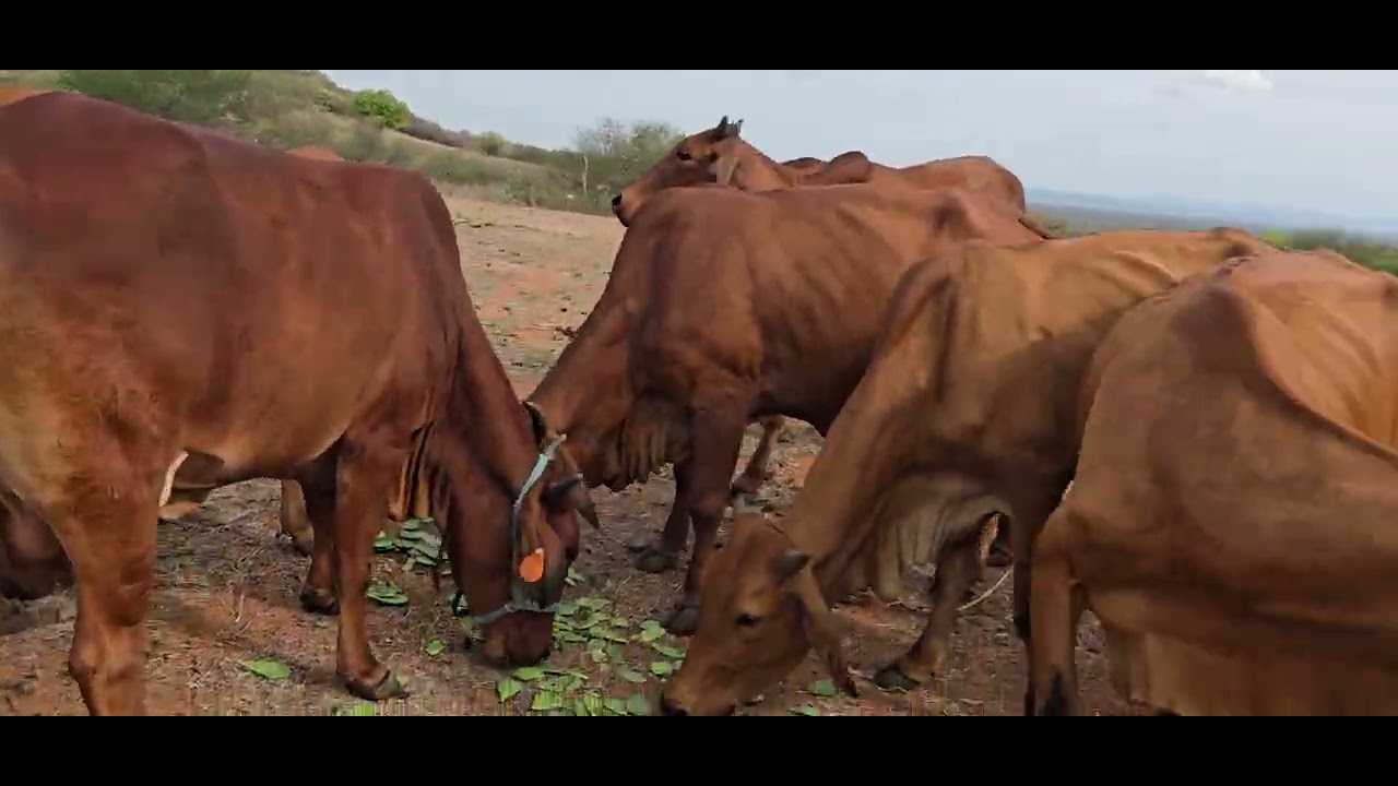 GADO SINDI COMENDO PALMA CALIFÓRNIA