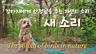 강아지에게 안정감을 주는 자연의 소리/새 소리