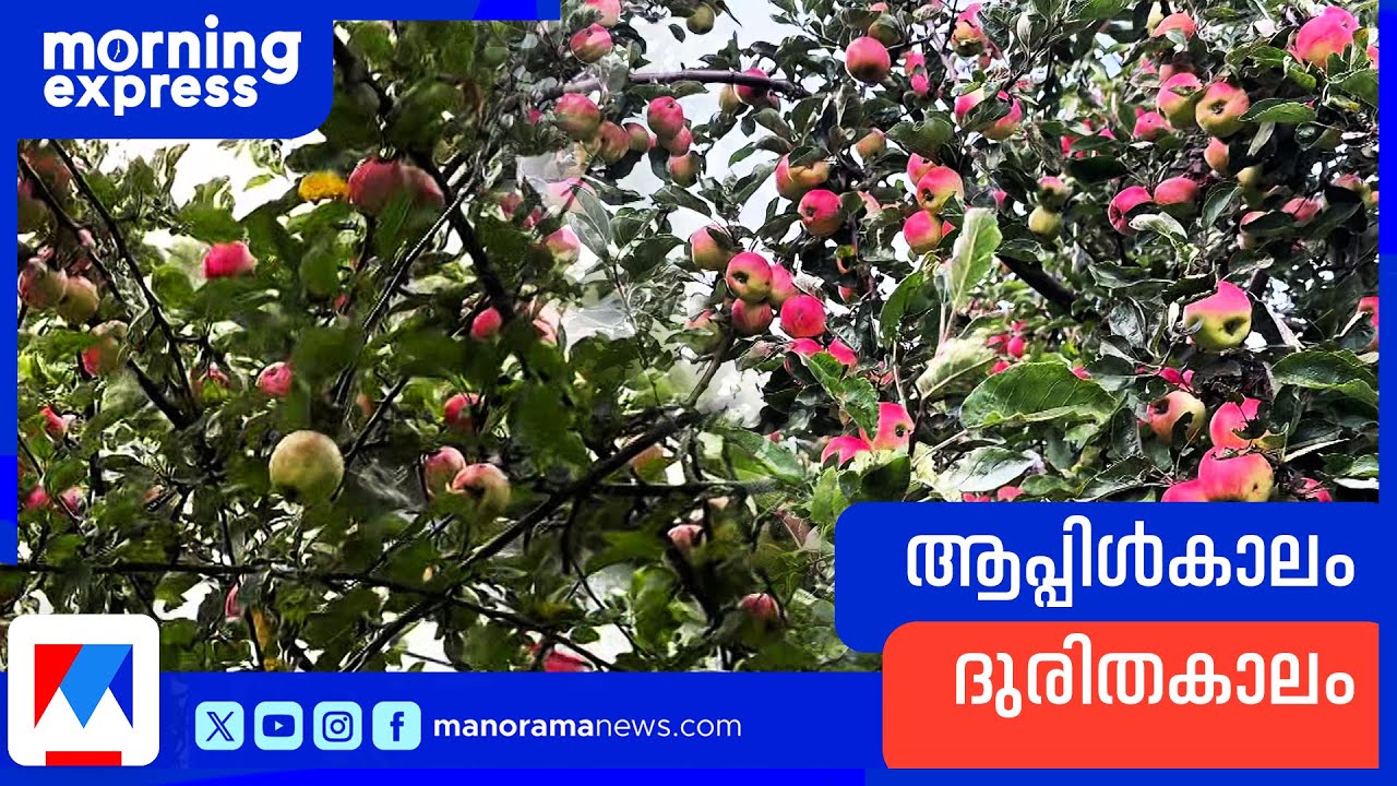 സ്വീഡനിൽ ആപ്പിൾ ദുരിതം: വിചിത്രമായൊരു ആപ്പിൾ കാലം | Apple | Sweden