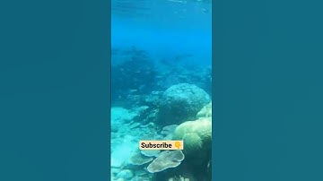 Menyelam dilaut Tangkap ikan dengan Tangan kosong ⁉️😱 #shorts #viral