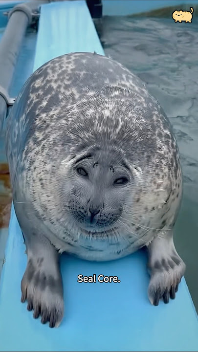 Seal core.🦭🦭
