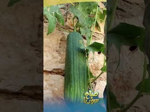 الليف النباتي