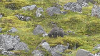 Arctic fox (Alopex lagopus) cubs playing, West Fjords, Iceland