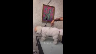 no matter what the dogs will dog #doggroomingcommunity #grwm #bestfriend no matter what the dogs will dog #doggroomingcommunity #grwm #bestfriend