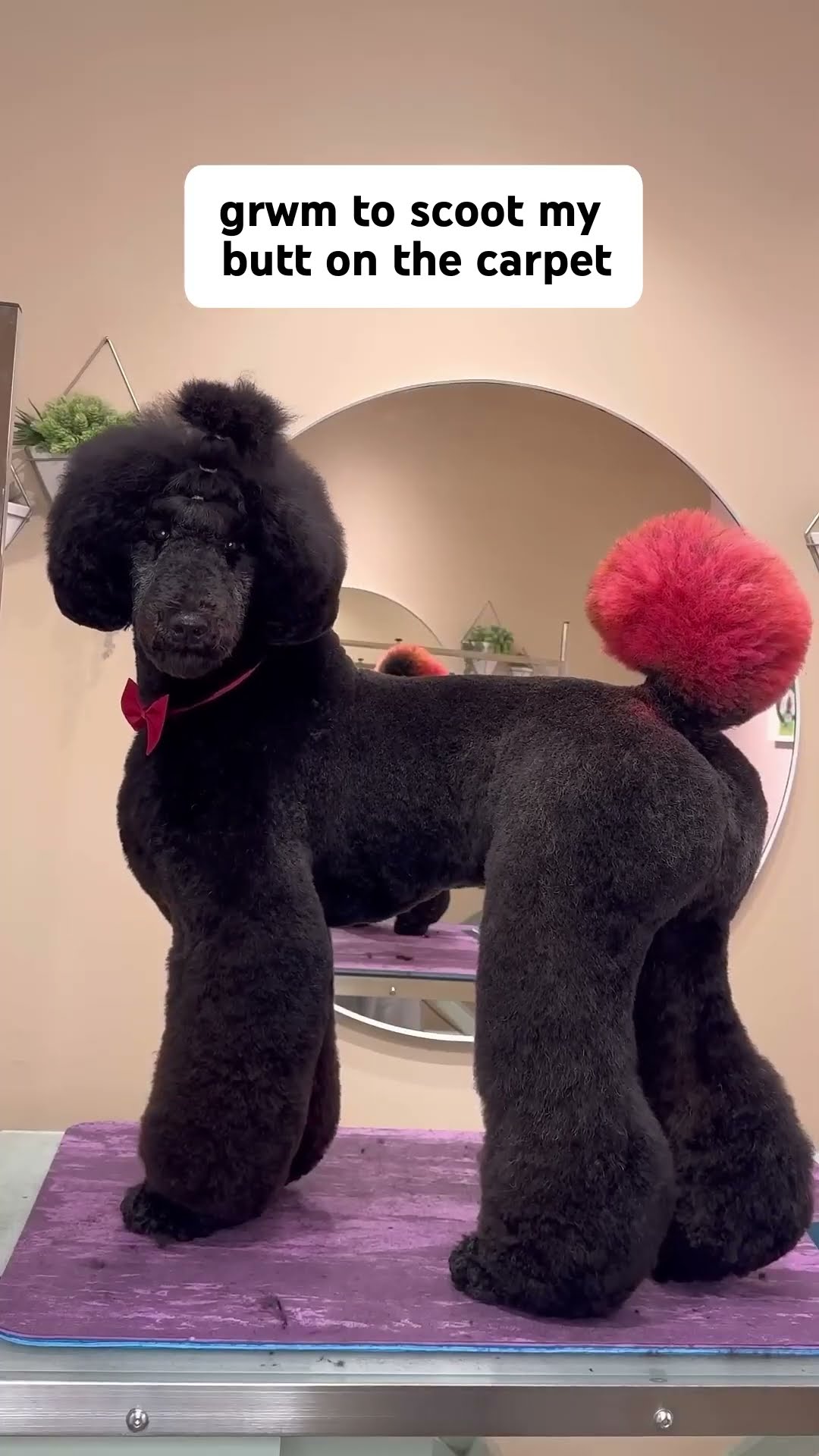 no matter what the dogs will dog #doggroomingcommunity #grwm #bestfriend
