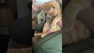 爪切りいやいやネコ