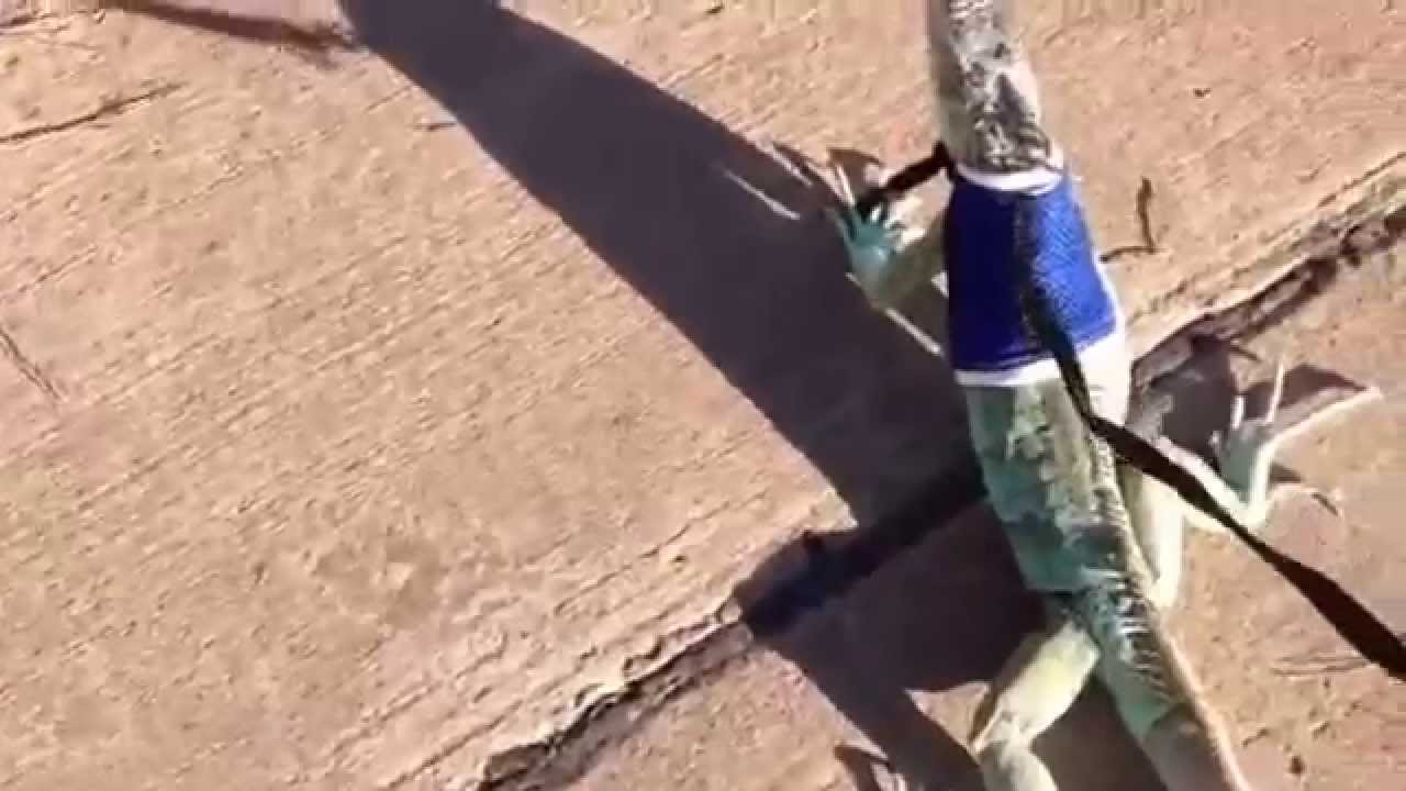 Walking My Iguana YouTube Walking My Iguana YouTube