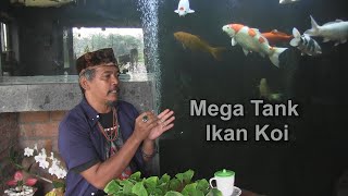 Mega Tank Ikan Koi Oni Batosai di Ruang Tamu, Cek Kaca Terjun Berenang