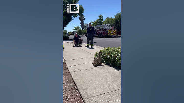 LUCKY DUCKIES! California Firefighters Rescue Ducklings TRAPPED in Storm Drain