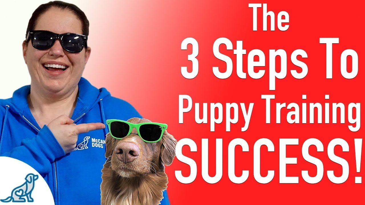 puppy training potty Puppy Training 101 - 3 Rules To Perfect Skills - Professional Dog Training Tips