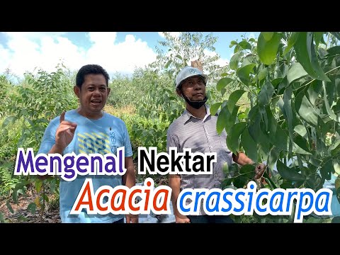 Video: Pokok akasia: jenis, penerangan, foto