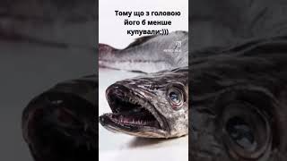 Чому рибу хек продають без голови? | REFOOD.com.ua