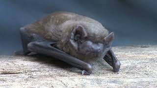 Noctule Bat - The British Mammal Guide by Steve Evans 4,145 views 2 years ago 2 minutes, 11 seconds