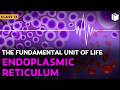Endoplasmic Reticulum | Chapter 5 | Class 9 | PuStack