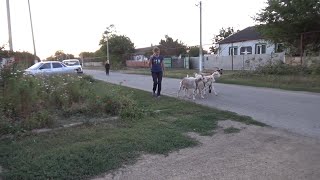 Заготавливаем корма нашим кормилицам. ЖИЗНЬ В ДЕРЕВНЕ. Влог 18