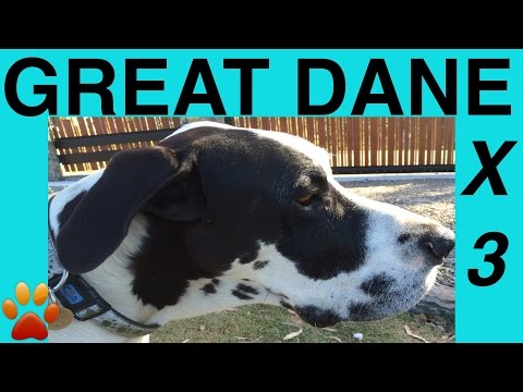 how-to-make-great-danes-food--raw-meat-kibble-blend---diy-dog-food-by-cooking-for-dogs