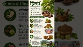 हिरडा म्हणजे आयुर्वेदातील संजीवनी #shorts #short #youtubeshorts #ytshorts #shortsfeed #@Dnyanvardhan