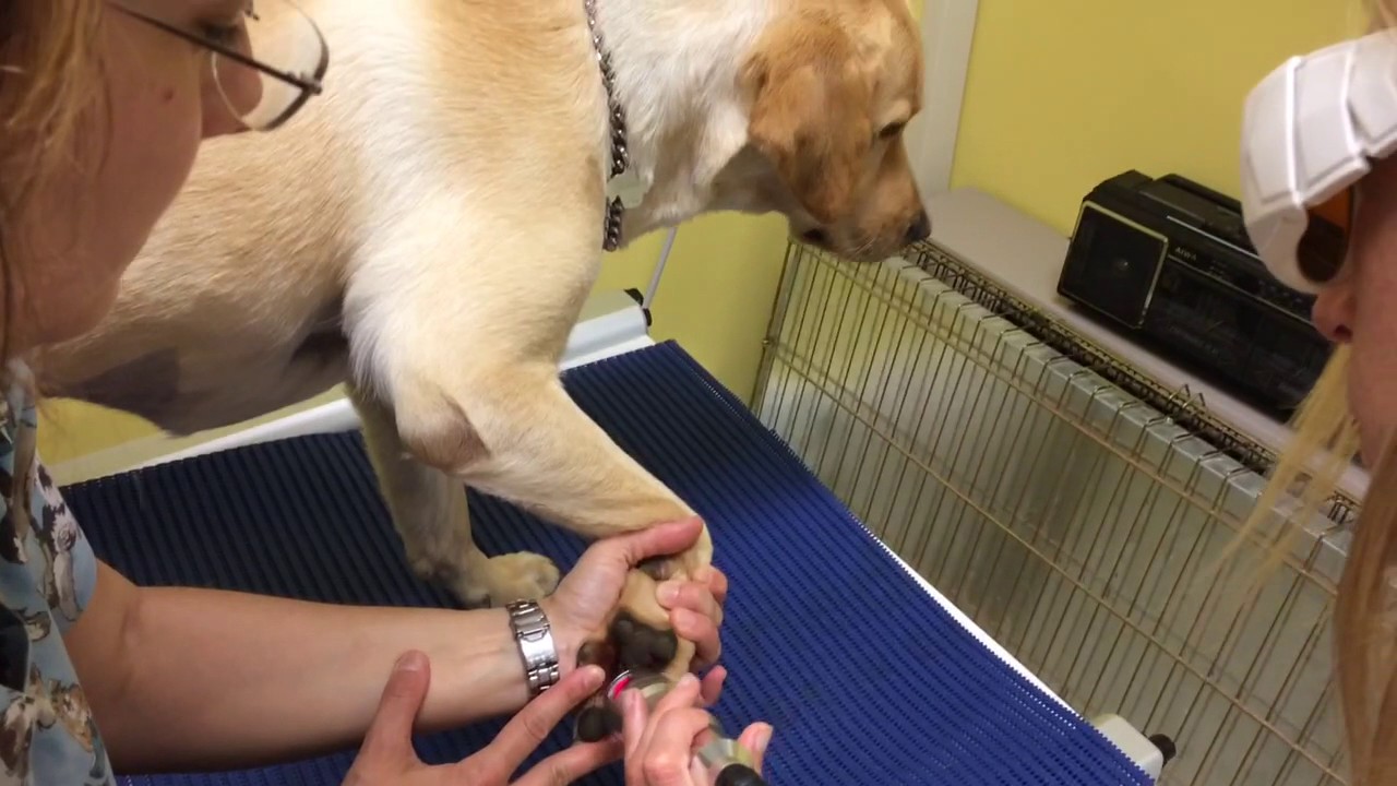 Shinova Veterinary - VET Therapy-1 of Diode Laser System(DL-20)