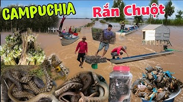 Chợ Rắn Chuột biên giới Campuchia vựa mua lớn nhất mùa nước nổi 2025 