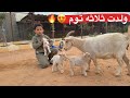الماعز القزم ولدت ثلاث اتوام