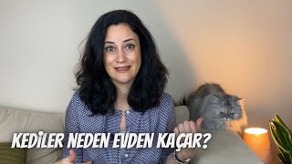 Kediler neden evden kaçar? Evden kaçmasının önüne nasıl geçeriz…