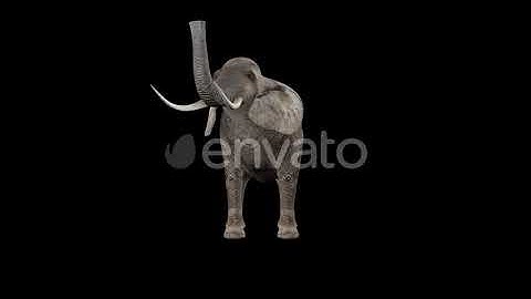 Elephant Eat | Motion Graphics - Envato elements