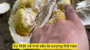 Hiểu về thế nào là sầu riêng bị sượng để tránh thiệt hại lãng phí cho bà con - Tư Đầy 0983830948